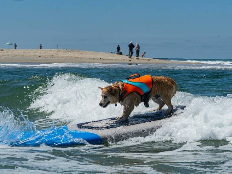 Surf’s Pup! Adorable Dogs Owning the Waves