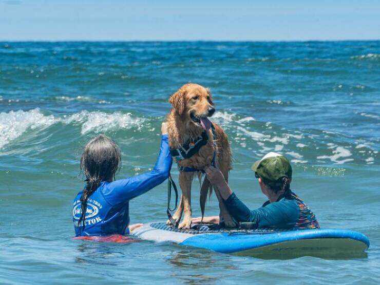 Surf’s Pup! Adorable Dogs Owning the Waves