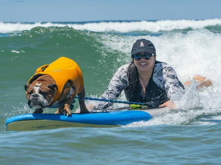 Surf’s Pup! Adorable Dogs Owning the Waves