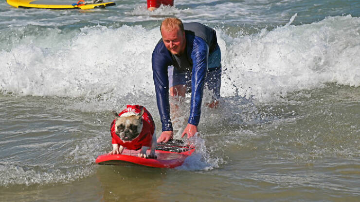 Surf’s Pup! Adorable Dogs Owning the Waves