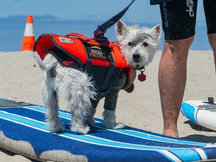 Surf’s Pup! Adorable Dogs Owning the Waves
