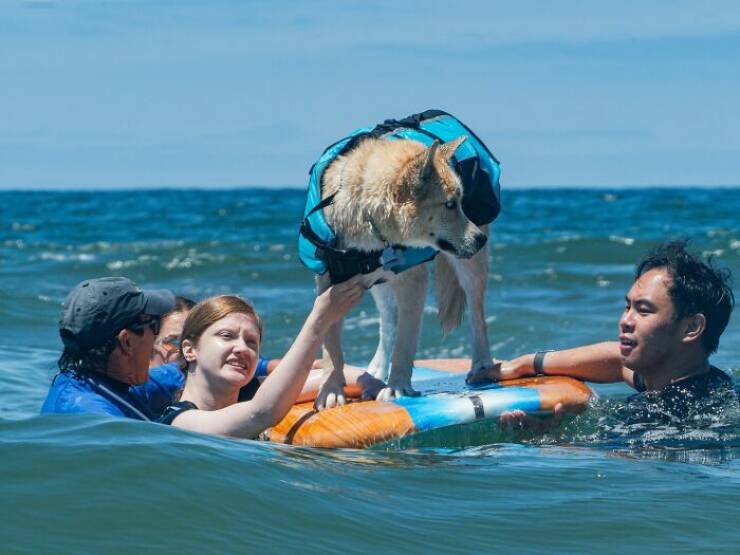 Surf’s Pup! Adorable Dogs Owning the Waves