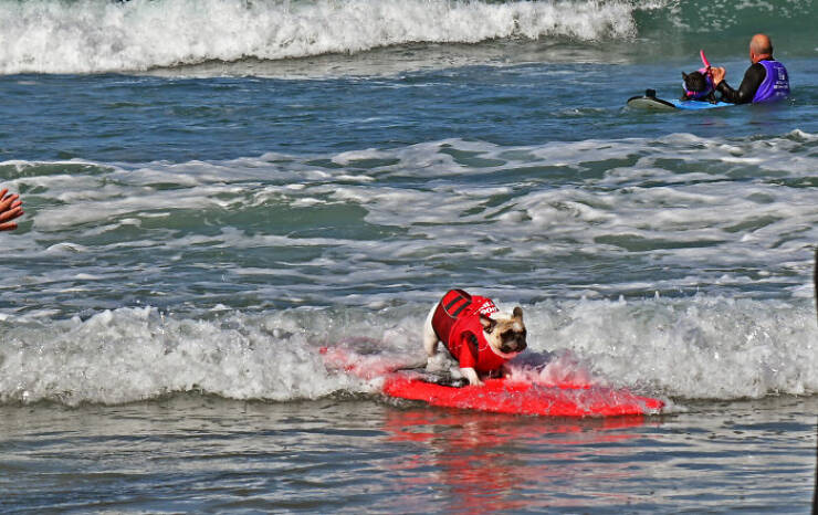 Surf’s Pup! Adorable Dogs Owning the Waves