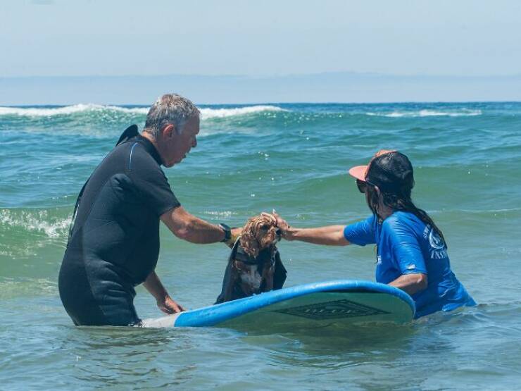 Surf’s Pup! Adorable Dogs Owning the Waves