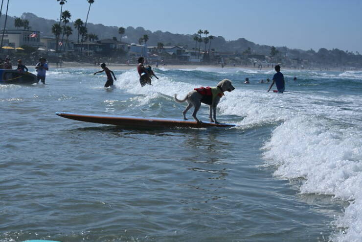 Surf’s Pup! Adorable Dogs Owning the Waves