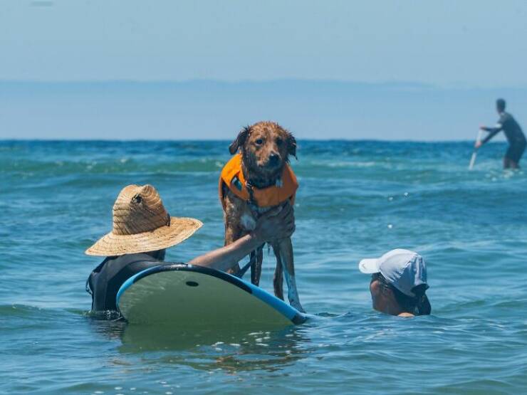 Surf’s Pup! Adorable Dogs Owning the Waves