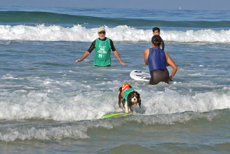 Surf’s Pup! Adorable Dogs Owning the Waves