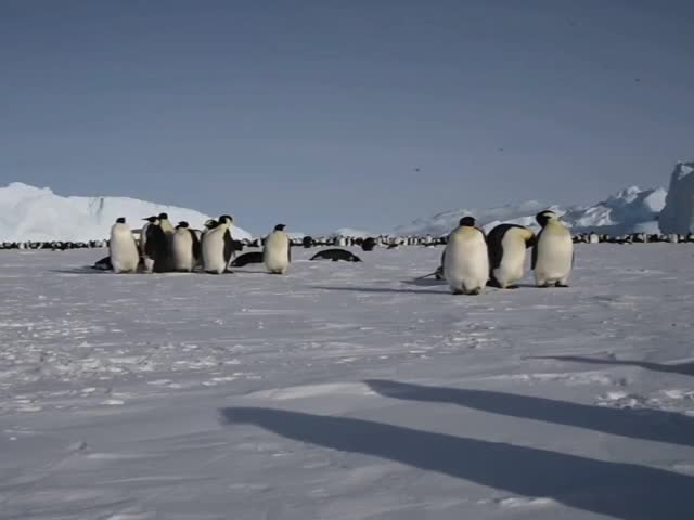 Curious Emperor Penguins in Antarctica