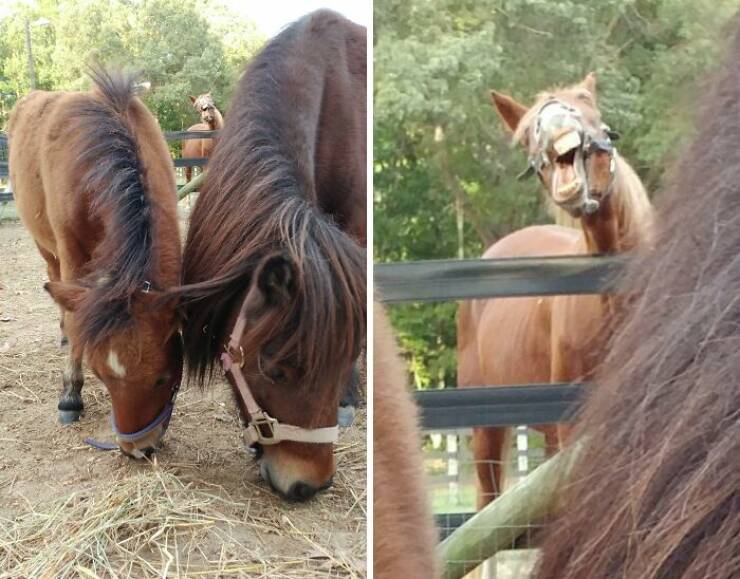 Hilarious Photobombs That Stole the Spotlight Perfectly Hilarious Photobombs That Stole the Spotlight Perfectly
