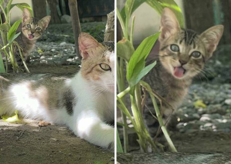 Hilarious Photobombs That Stole the Spotlight Perfectly Hilarious Photobombs That Stole the Spotlight Perfectly