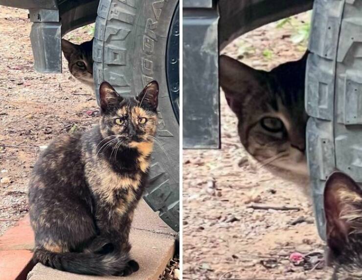 Hilarious Photobombs That Stole the Spotlight Perfectly Hilarious Photobombs That Stole the Spotlight Perfectly