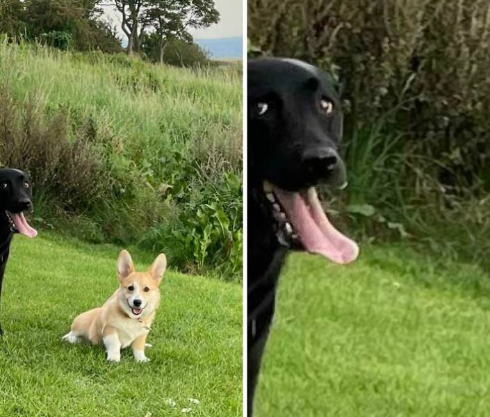 Hilarious Photobombs That Stole the Spotlight Perfectly