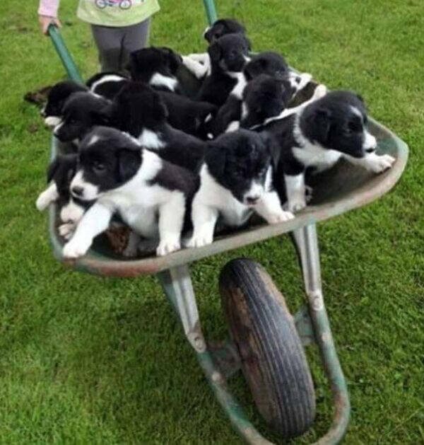 Irresistibly Cool Things Everyone Secretly Wants