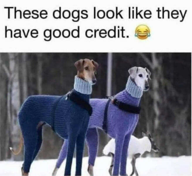 Pure Meme Chaos: No Context, Just Laughs