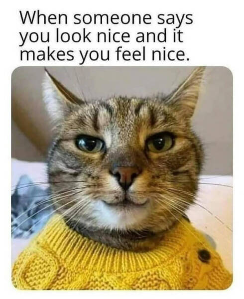 Pure Meme Chaos: No Context, Just Laughs