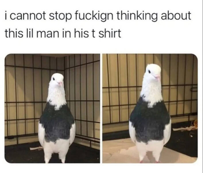 Pure Meme Chaos: No Context, Just Laughs