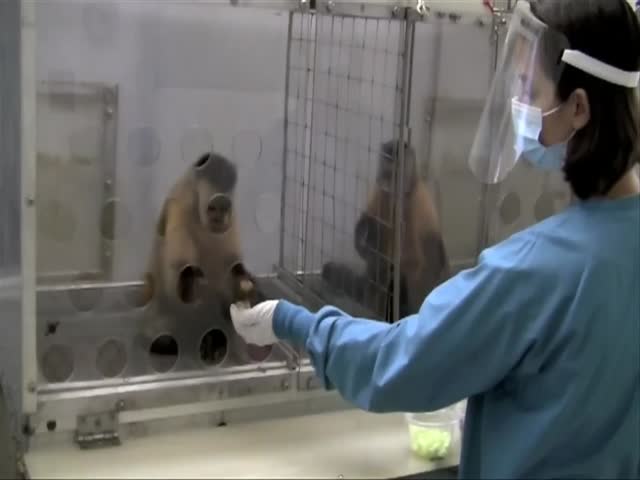 Monkeys Reject Unequal Pay