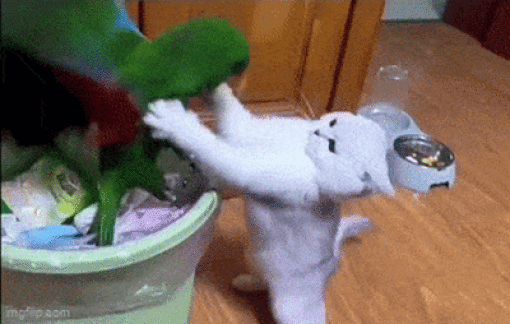 Daily Gifdump