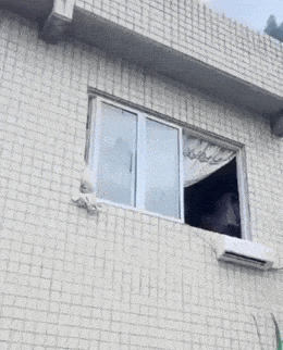 Daily Gifdump Daily Gifdump