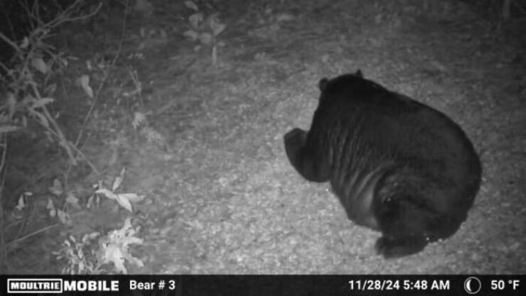 Hilarious and Surprising Trail Cam Moments