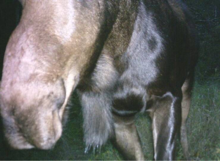 Hilarious and Surprising Trail Cam Moments