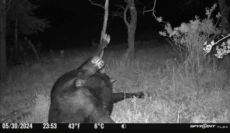 Hilarious and Surprising Trail Cam Moments