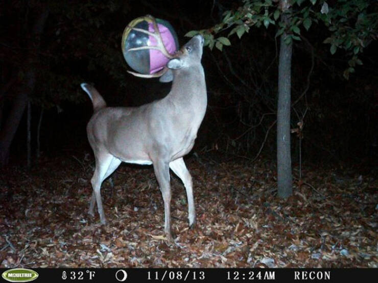 Hilarious and Surprising Trail Cam Moments