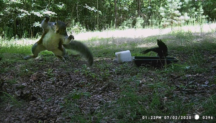 Hilarious and Surprising Trail Cam Moments