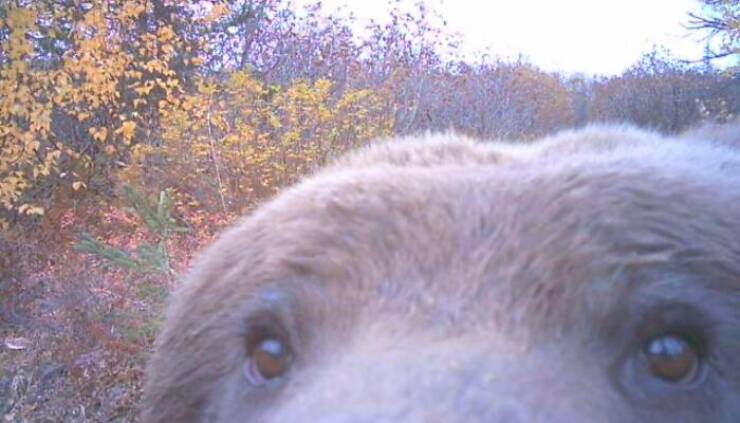Hilarious and Surprising Trail Cam Moments