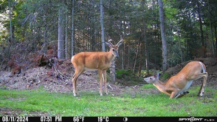 Hilarious and Surprising Trail Cam Moments