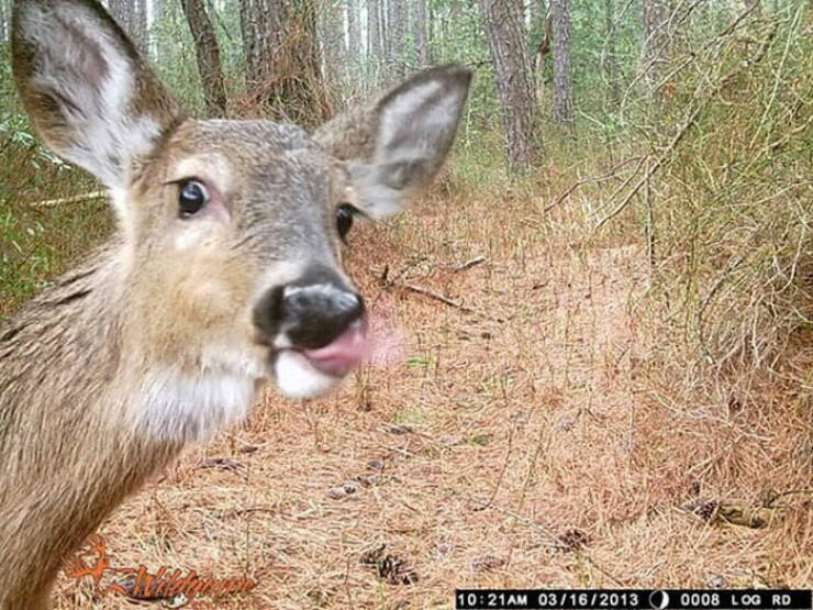 Hilarious and Surprising Trail Cam Moments