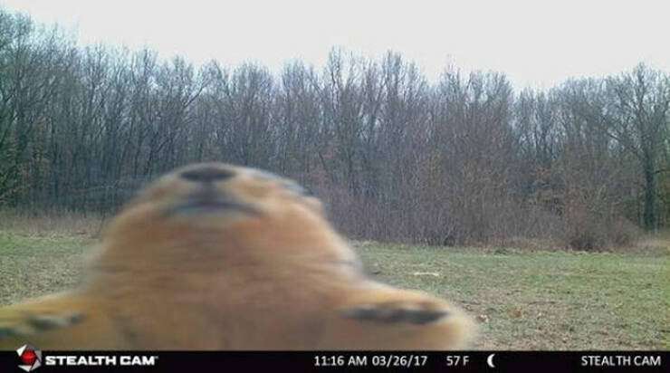 Hilarious and Surprising Trail Cam Moments