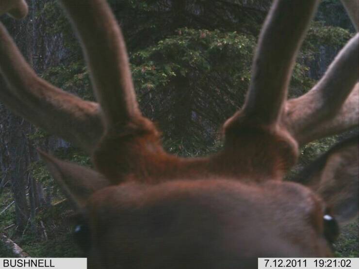Hilarious and Surprising Trail Cam Moments