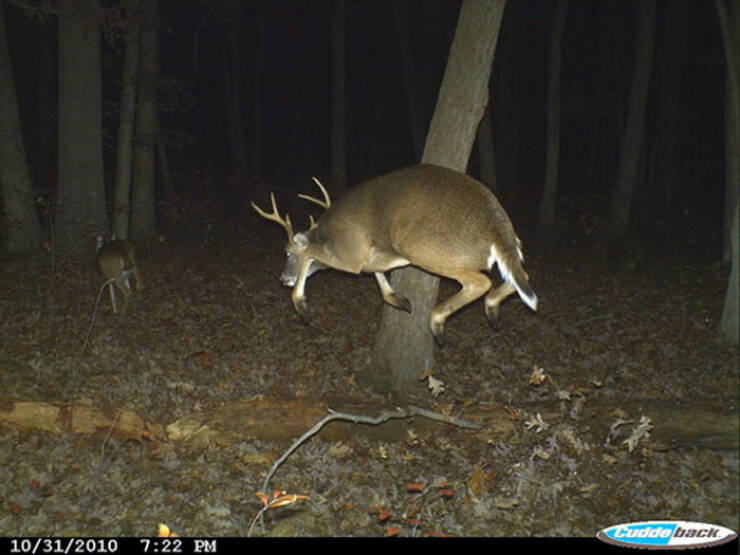 Hilarious and Surprising Trail Cam Moments