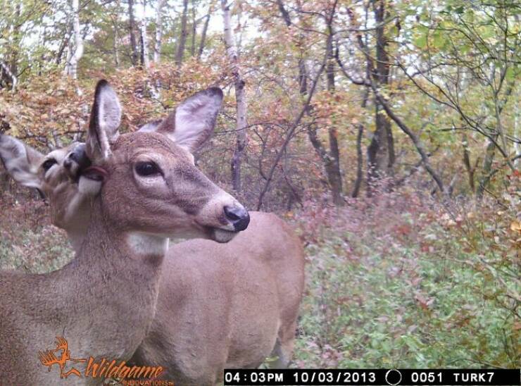 Hilarious and Surprising Trail Cam Moments