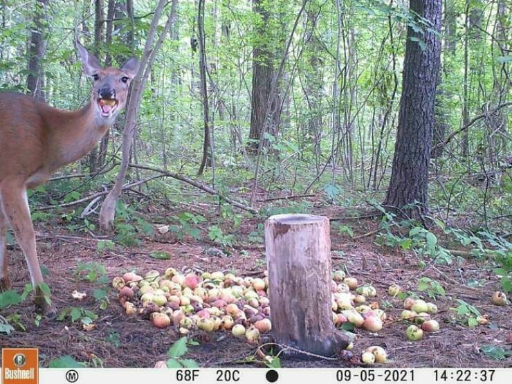 Hilarious and Surprising Trail Cam Moments