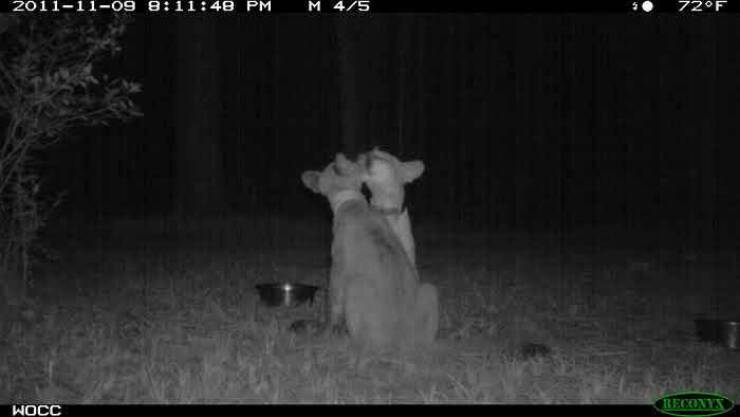 Hilarious and Surprising Trail Cam Moments Hilarious and Surprising Trail Cam Moments