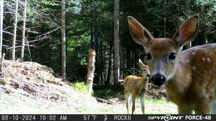 Hilarious and Surprising Trail Cam Moments Hilarious and Surprising Trail Cam Moments
