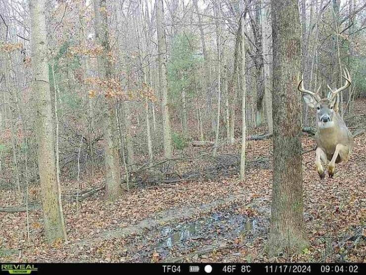 Hilarious and Surprising Trail Cam Moments Hilarious and Surprising Trail Cam Moments