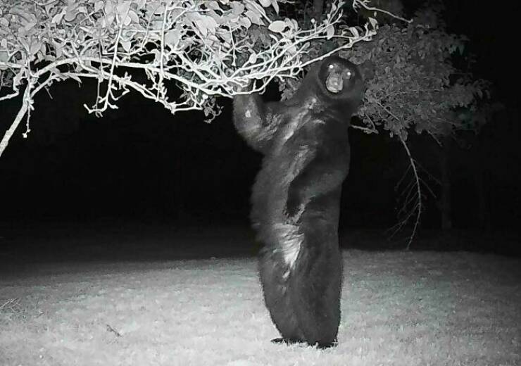 Hilarious and Surprising Trail Cam Moments Hilarious and Surprising Trail Cam Moments
