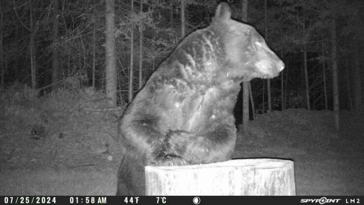 Hilarious and Surprising Trail Cam Moments Hilarious and Surprising Trail Cam Moments