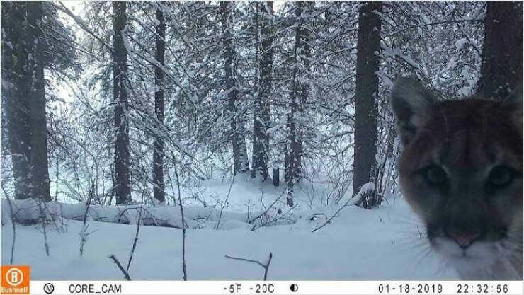 Hilarious and Surprising Trail Cam Moments Hilarious and Surprising Trail Cam Moments