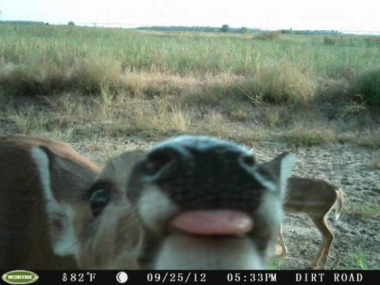 Hilarious and Surprising Trail Cam Moments Hilarious and Surprising Trail Cam Moments