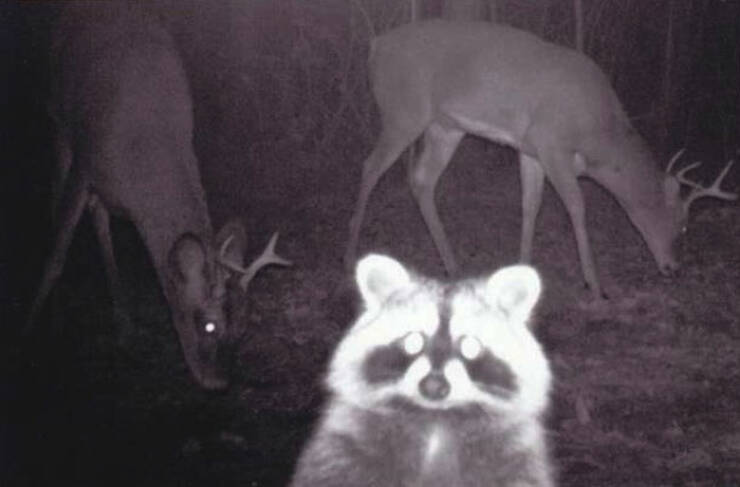 Hilarious and Surprising Trail Cam Moments Hilarious and Surprising Trail Cam Moments
