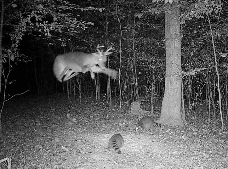 Hilarious and Surprising Trail Cam Moments Hilarious and Surprising Trail Cam Moments