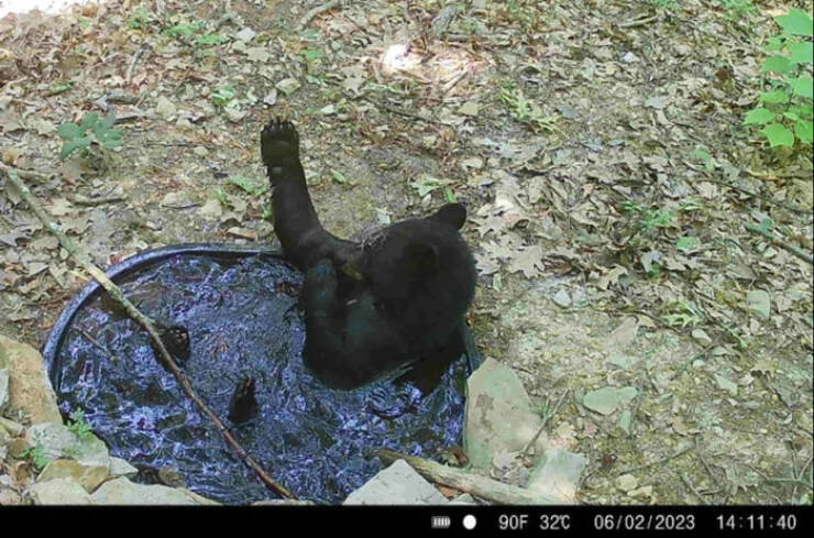 Hilarious and Surprising Trail Cam Moments Hilarious and Surprising Trail Cam Moments