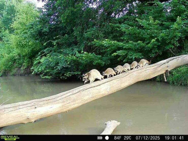 Hilarious and Surprising Trail Cam Moments Hilarious and Surprising Trail Cam Moments