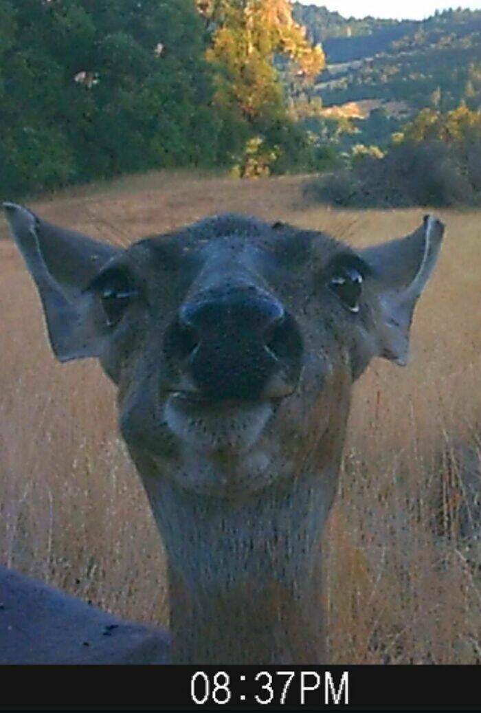 Hilarious and Surprising Trail Cam Moments