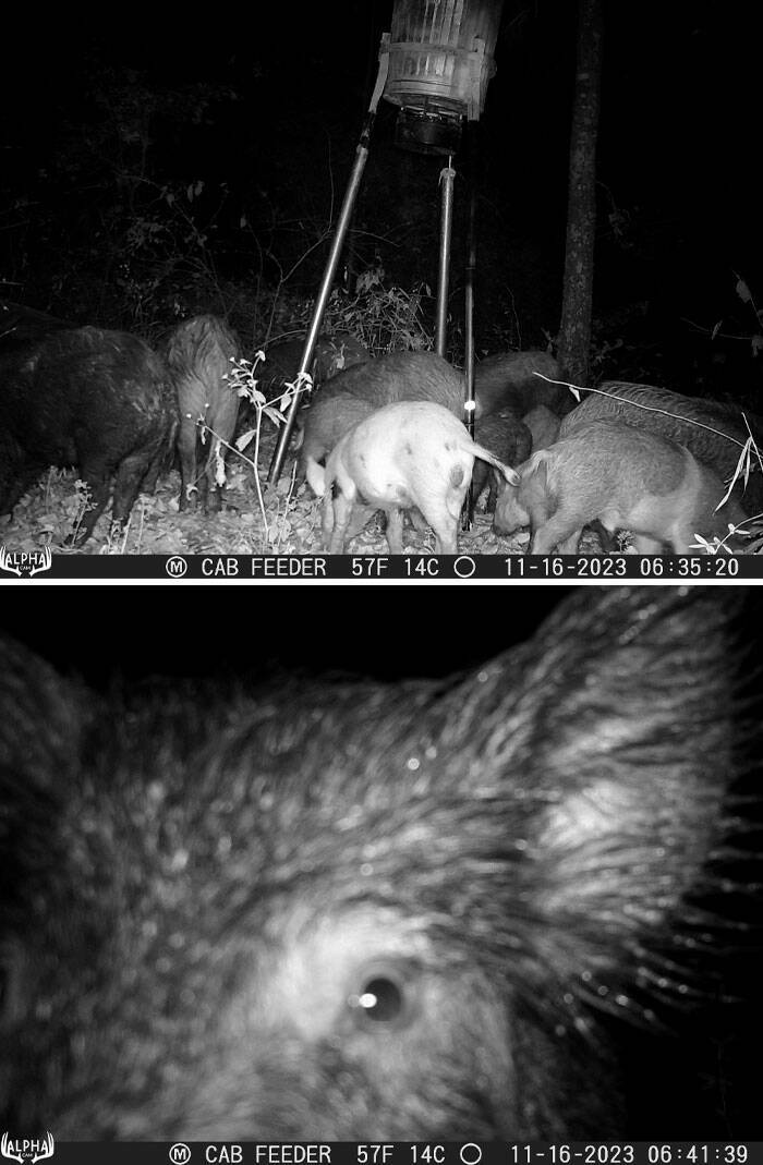 Hilarious and Surprising Trail Cam Moments