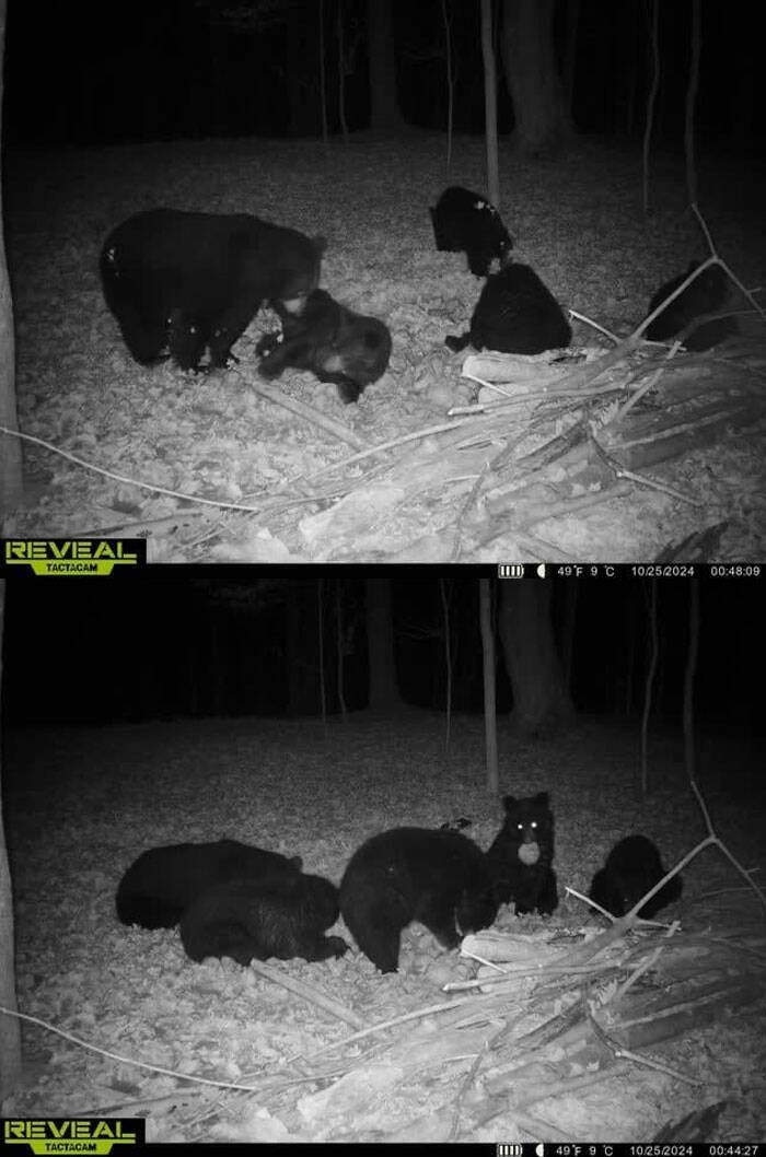 Hilarious and Surprising Trail Cam Moments
